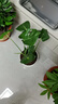 龜背竹客廳大盆栽室內客廳大葉老樁植物電視柜旁邊大型綠植落地 精品龜背竹50-60cm+白螺紋盆 曬單實(shí)拍圖