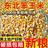 50斤新玉米粒大粒100斤干玉米粒玉米籽喂雞鴨鵝鴿子鳥(niǎo)鴿子飼料5斤 天然不打蠟無(wú)硫薰農家優(yōu)質(zhì)玉米粒 一袋發(fā)10斤 曬單實(shí)拍圖