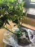 八方來(lái)財老樁鴨腳木鵝掌柴招財樹(shù)室內客廳耐陰耐旱綠植盆栽 老樁鴨腳木高度40-45 【1顆 土球發(fā)】 曬單實(shí)拍圖