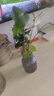 水培植物龜背竹盆栽客廳老樁大葉綠蘿水養室內桌面好養春羽綠植 水培龜背竹30-40厘米1株（不含瓶） 曬單實(shí)拍圖
