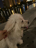 英特威狗狗疫苗四聯(lián)疫苗二聯(lián)疫苗狂犬疫苗自打小狗疫苗寵必威套餐針 【幼犬套餐】四聯(lián)3針+狂犬1針 曬單實拍圖