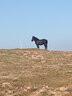 駱駝（CAMEL）加絨工裝女褲防風(fēng)防水傘兵軟殼休閑褲 C25CAYL6021 幻影黑 M 曬單實(shí)拍圖