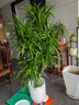 花財主大型盆栽綠植 檸檬樹(shù)鴨腳木發(fā)財樹(shù)天堂鳥(niǎo)綠植室內客廳大盆栽 多頭龍血樹(shù)1.5-1.7米【梯形盆】 含盆 曬單實(shí)拍圖