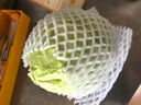 圓白菜約1kg 曬單實(shí)拍圖
