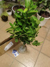 葉之靜檸檬樹(shù)苗 陽(yáng)臺 庭院植物 南方北方種植 果樹(shù)苗 當年顆結果 黃皮黃肉 四年苗當年結果 曬單實(shí)拍圖