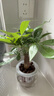 惜林園 水培綠植植物盆栽花卉 桌面室內凈化空氣小盆栽 吊蘭 帶盆發(fā)貨 曬單實(shí)拍圖