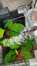 【京東物流】水草套餐 好養耐活真水草植物綠菊大葉綠九冠魚(yú)缸 丹麥榕沉木雙頭 曬單實(shí)拍圖
