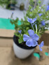 愛(ài)優(yōu)尚藍雪花爬藤大苗庭院花卉盆栽特大耐熱陽(yáng)臺藤四季開(kāi)花蛋盆源頭直發(fā) 曬單實(shí)拍圖
