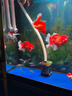 馬印全光譜LED魚(yú)缸筒燈金魚(yú)燈專(zhuān)用爆藻增色水草燈蘭壽燈神燈 馬印超色筒燈（100w＋支架）5w-100w可調節 曬單實(shí)拍圖