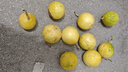 廣西欽蜜9號黃金百香果萬(wàn)澄當季新鮮大果黃皮果奶茶店水果 【1斤 約11-17個(gè)】單果30-45g 曬單實(shí)拍圖