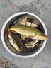 金龍 魚(yú)餌野釣窩料五谷雜糧底窩鯽魚(yú)鯉魚(yú)草魚(yú)青魚(yú)水庫重窩巨物打窩料 巨物霸·餌（2包） 曬單實(shí)拍圖