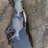 北溟魚(yú)日本磯釣竿北冥磯竿三號五號遠投竿魚(yú)竿手海兩用大導環(huán)滑瓢竿 日本碳素5號19調 高碳6.3米單竿+實(shí)心竿稍 曬單實(shí)拍圖