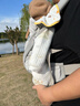 ERGObaby二狗背帶嬰兒抱娃神器四季透氣外出旅行遛娃神器breeze解放雙手 【店長(cháng)力薦】breeze透氣款珍珠灰 曬單實(shí)拍圖