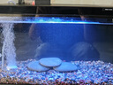 米家（MIJIA）小米米家智能生態(tài)魚(yú)缸還原自然生態(tài)補倉一次三月無(wú)憂(yōu)出差旅行必備 曬單實(shí)拍圖