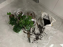 營(yíng)養土通用型有機土家用盆栽多肉養花種菜專(zhuān)用土壤種植養花泥炭土 【養花種菜通用】營(yíng)養土10斤 曬單實(shí)拍圖