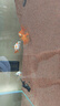 優(yōu)魚(yú)若寵觀(guān)賞魚(yú)活體水族寵物魚(yú) 金魚(yú)活魚(yú) 小金魚(yú)活體 冷水魚(yú)淡水魚(yú) 4-5cm蝶尾金魚(yú)隨機混色6+1條防損 曬單實(shí)拍圖