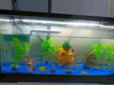 BARBAROUS GROWTH魚缸水族箱客廳陽臺家用中小型自循環(huán)懶人免換水生態(tài)塑料金魚缸 大號黑色【造景氛圍套餐】 曬單實拍圖