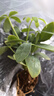 懶人水培綠植九里香綠蘿文竹室內易養凈化空氣花卉盆栽植物花卉 鴨腳木1顆【不含盆】土培水培皆可10-15cm 曬單實(shí)拍圖