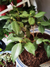 茶花樹(shù)苗四季香妃花卉盆栽易活四季山茶花帶花苞花苗好養耐寒綠植 十八學(xué)士4年苗[40-50厘米 曬單實(shí)拍圖