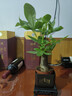 【帶盆高度約15-23cm】特價(jià)發(fā)財樹(shù)盆栽室內植物辦公室吸甲醛好養 單桿發(fā)財樹(shù)+塑料四方舍得盆+小方底座 花盆直徑約8cm 曬單實(shí)拍圖