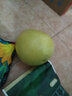 福建平和老樹(shù)紅柚 新鮮現摘 皮薄肉厚多汁 蜜柚柚子 1-1.5斤（嘗鮮） 曬單實(shí)拍圖