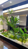 故森室內仿真綠植造景樓梯下裝飾庭院造景景觀(guān)布置假植物組合商場(chǎng)櫥窗 景觀(guān)001-椰子樹(shù)【2米長(cháng)】 曬單實(shí)拍圖