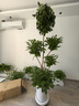植男植女幸福樹(shù)造型綠寶盆栽綠色植物客廳室內大型綠植辦公室喬遷源頭直發(fā) 曬單實(shí)拍圖
