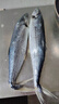 5斤青島鮮活大鲅魚(yú)新鮮馬鮫魚(yú)大整條冷凍海捕深海魚(yú)海鮮水產(chǎn)批發(fā) 曬單實(shí)拍圖