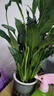 白掌一帆風(fēng)順盆栽植物室內花卉綠植水養四季開(kāi)花新手好養活 白掌1盆帶繁星盆 曬單實(shí)拍圖