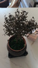 小葉赤楠盆景老樁盆栽植物辦公室室內花卉桌面四季常青好養綠植 小葉赤楠+舍得盆+苔蘚+底座 曬單實(shí)拍圖
