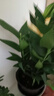 愛(ài)你一萬(wàn)年水培植物香水百合花盆栽帶花苞室內好養客廳陽(yáng)臺花卉水養四季開(kāi)花 【帶花帶根好養】粉色香水百合【3顆】+營(yíng)養液 曬單實(shí)拍圖