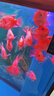 海豚鸚鵡魚(yú)飼料1000g上浮型紅鸚鵡發(fā)財魚(yú)食血鸚鵡魚(yú)專(zhuān)用魚(yú)糧增紅飼料 曬單實(shí)拍圖