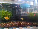 元童孔雀魚(yú)繁殖盒漂浮魚(yú)缸隔離盒小魚(yú)魚(yú)苗孵化盒母魚(yú)產(chǎn)房魚(yú)缸孵化器 藍色【大號套裝】 【漂浮式繁殖隔離盒-高清透亮】 曬單實(shí)拍圖