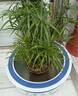 邇英閣水生水培植物龜水竹盆栽水棕竹魚(yú)缸水池塘 旱傘草風(fēng)車(chē)草苗 50-70厘米高30顆 不含盆 曬單實(shí)拍圖
