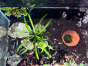 紅綠燈魚(yú)小型熱帶燈科魚(yú)活體草缸群游魚(yú)觀(guān)賞魚(yú)寶蓮燈斑馬魚(yú)孔雀魚(yú) 1.6cm左右紅綠燈5條 曬單實(shí)拍圖