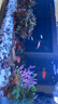 小型觀(guān)賞魚(yú)孔雀魚(yú)米奇魚(yú)斑馬魚(yú)白云金絲金苔鼠魚(yú)小型熱帶魚(yú)活體魚(yú) 孔雀斑馬米奇各4條+金苔鼠2條新 曬單實(shí)拍圖