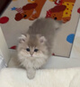麥盯優(yōu)寵拿破侖矮腳貓長(cháng)毛三花幼貓純種活體幼崽活體金加白貓曼基康短腿貓 賽級 曬單實(shí)拍圖