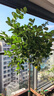 愛(ài)優(yōu)尚香水檸檬樹(shù)盆栽綠植大型室內客廳植物吸甲醛陽(yáng)臺四季好養源頭直發(fā) 曬單實(shí)拍圖