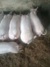 正品魚(yú)粉蒸汽魚(yú)粉高蛋白飼料養殖喂雞鴨鵝豬蝦獸用禽畜釣魚(yú)骨粉 2斤裝魚(yú)骨粉 曬單實(shí)拍圖