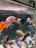 海豚貼片魚(yú)食100g小型魚(yú)飼料 燈科孔雀魚(yú)黑尾大勾通用魚(yú)糧 熱帶魚(yú)飼料 曬單實(shí)拍圖