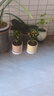 【帶盆種植好】虎刺梅盆栽花卉海棠花鐵海棠四季開(kāi)花植物室內外種 虎刺梅2盆+原土發(fā)貨 曬單實(shí)拍圖