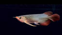 印尼紅龍魚(yú)活體魚(yú)辣椒紅龍超血紅龍金龍魚(yú)活魚(yú)龍魚(yú)小魚(yú)熱帶觀(guān)賞魚(yú) 極品——赤血紅龍【包發(fā)色】 20-22cm【證書(shū)芯片齊全】包發(fā)色 曬單實(shí)拍圖