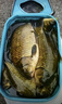 川澤新關(guān)東魚(yú)鉤綁好子線(xiàn)雙鉤成品套裝釣魚(yú)神器鯽鯉大物鰱鳙鉤黑坑魚(yú)鉤 60CM(鉤2.0線(xiàn)1.5+鉤3.0線(xiàn)2.0） 新關(guān)東無(wú)刺盒裝（共20付） 曬單實(shí)拍圖