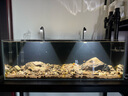 皓派超白玻璃魚(yú)缸家用陽(yáng)臺隔斷窄條魚(yú)缸客廳電視柜長(cháng)條魚(yú)缸溪流缸裸缸 裸缸+型號按照長(cháng)寬高排序+錄開(kāi)箱視頻包損 90-30-30裸缸厚8毫米【送魚(yú)缸墊+送貨上樓】 曬單實(shí)拍圖