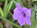 高潔絲贊萌露比日安褲M(mǎn)-L號（替換褲4條+替換芯16片)京東自營(yíng) 曬單實(shí)拍圖
