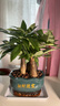 聽(tīng)雪樓三桿發(fā)財樹(shù)盆栽桌面綠植擺件室內辦公室客廳植物新房花卉 三桿發(fā)財樹(shù)+招財進(jìn)寶盆【冰裂藍釉】 含（吊牌+陶粒） 曬單實(shí)拍圖