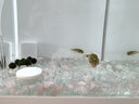 巧克力娃娃觀(guān)賞魚(yú)淡水吃螺除螺工具魚(yú)苗潛水艇熱帶小型河豚雞泡魚(yú) 3-4cm金娃娃2只飼料 曬單實(shí)拍圖