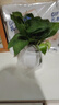 吉利紅金鉆發(fā)財樹(shù)鴨腳木綠植好養室內桌面盆栽除甲醛植物真花卉 【一盆】綠蘿+白色吸水盆 下單即送肥料 曬單實(shí)拍圖