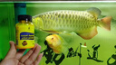 日本綠粉黃粉魚(yú)缸殺菌龍魚(yú)蒙眼凸眼爛腮爛尾白點(diǎn)觀(guān)賞魚(yú)藥水族藥劑 (特效)日本黃粉 100g 曬單實(shí)拍圖