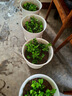 菊花苗小苗盆栽四季開(kāi)花千頭菊雛菊秋菊大花室內外綠植花卉多年生 菊花小苗20顆【混色】送四顆 曬單實(shí)拍圖